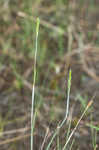 Carolina foxtail